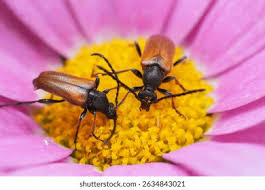 Attēlu rezultāti vaicājumam “Pseudovadonia livida”