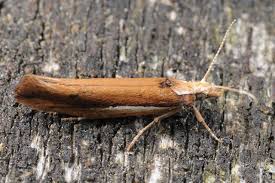 Attēlu rezultāti vaicājumam “Ypsolopha parenthesella”