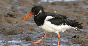 Attēlu rezultāti vaicājumam “Haematopus ostralegus adult”