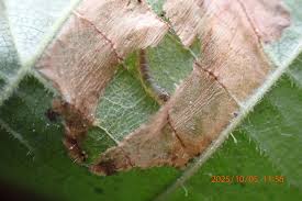 Attēlu rezultāti vaicājumam “Phyllonorycter sp.”