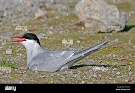 Attēlu rezultāti vaicājumam “Sterna”