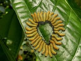 Attēlu rezultāti vaicājumam “Leucozona glaucia”