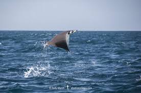 Image result for Mobula munkiana