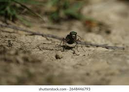 Attēlu rezultāti vaicājumam “Cicindela campestris imago”