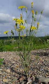 Attēlu rezultāti vaicājumam “Crepis tectorum”