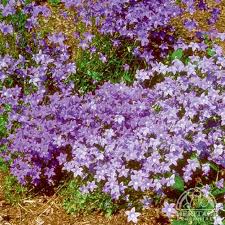 Attēlu rezultāti vaicājumam “Campanula rotundifolia”