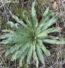 Attēlu rezultāti vaicājumam “Echium vulgare bud”