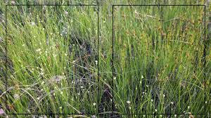 Attēlu rezultāti vaicājumam “Rhynchospora alba”