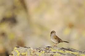 Attēlu rezultāti vaicājumam “Prunella modularis adult”