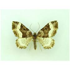 Attēlu rezultāti vaicājumam “Euphyia unangulata”