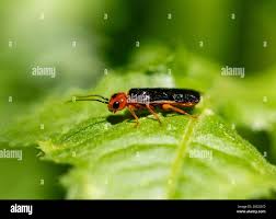 Attēlu rezultāti vaicājumam “Acantholyda erythrocephala”