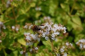 Attēlu rezultāti vaicājumam “Origanum vulgare flower”
