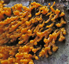 Attēlu rezultāti vaicājumam “Badhamia affinis sessile”