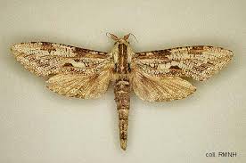 Attēlu rezultāti vaicājumam “Cossidae”