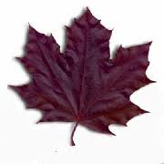 Image result for Sibton Park Cricket Club