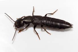 Attēlu rezultāti vaicājumam “Scaphisoma sp.”