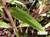 Attēlu rezultāti vaicājumam “Dracocephalum ruyschiana leaf”