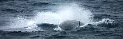 Image result for Balaenoptera borealis