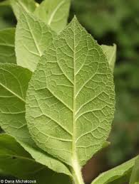 Image result for Verbascum phlomoides