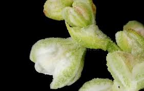 Attēlu rezultāti vaicājumam “Fallopia convolvulus fruit”