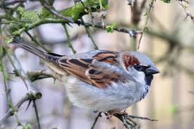 Attēlu rezultāti vaicājumam “Passer domesticus”