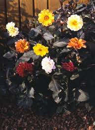 Image result for Dahlia `Red Skin`