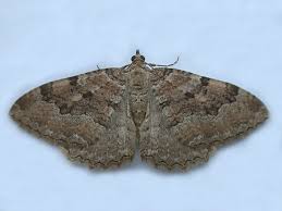 Attēlu rezultāti vaicājumam “Hydria cervinalis”