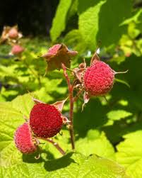 Attēlu rezultāti vaicājumam “Rubus parviflorus fruit”