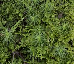 Attēlu rezultāti vaicājumam “Polytrichastrum pallidisetum”