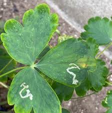 Attēlu rezultāti vaicājumam “Phytomyza minuscula”