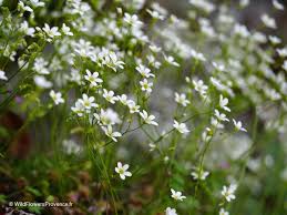 Attēlu rezultāti vaicājumam “Saxifraga granulata”