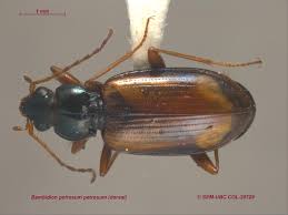 Attēlu rezultāti vaicājumam “Bembidion quadrimaculatum”