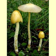 Attēlu rezultāti vaicājumam “Bolbitius vitellinus”