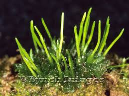 Attēlu rezultāti vaicājumam “Anthocerotopsida”