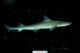 Image result for Mustelus canis