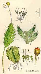 Attēlu rezultāti vaicājumam “Schistostega pennata”