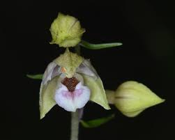 Attēlu rezultāti vaicājumam “Epipactis helleborine flower”