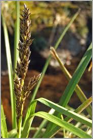 Attēlu rezultāti vaicājumam “Carex paniculata”