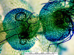 Attēlu rezultāti vaicājumam “Calypogeia neesiana”