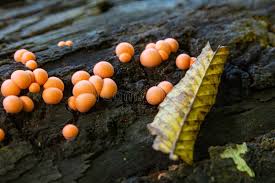 Attēlu rezultāti vaicājumam “Lycogala sp.”