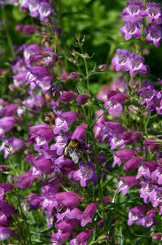 Image result for Penstemon