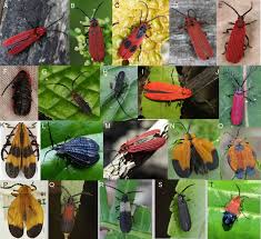 Attēlu rezultāti vaicājumam “Lycidae”