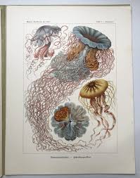 Image result for ernst haeckel