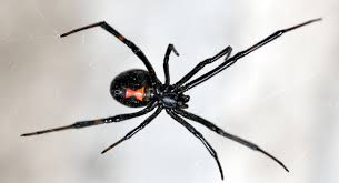 Image result for spider