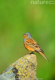 Image result for Emberiza caesia