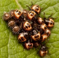 Attēlu rezultāti vaicājumam “Troilus luridus”