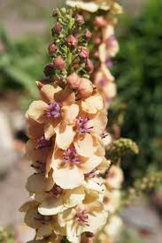 Image result for Königskerzen