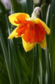 Attēlu rezultāti vaicājumam “Narcissus bud”