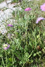 Attēlu rezultāti vaicājumam “Cribraria violacea stalked”