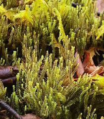 Attēlu rezultāti vaicājumam “Anastrophyllum hellerianum”